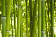 Fototapety bambus