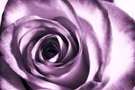 Fototapety w kolorze fioletowym