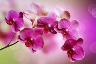 Fototapety orchidea